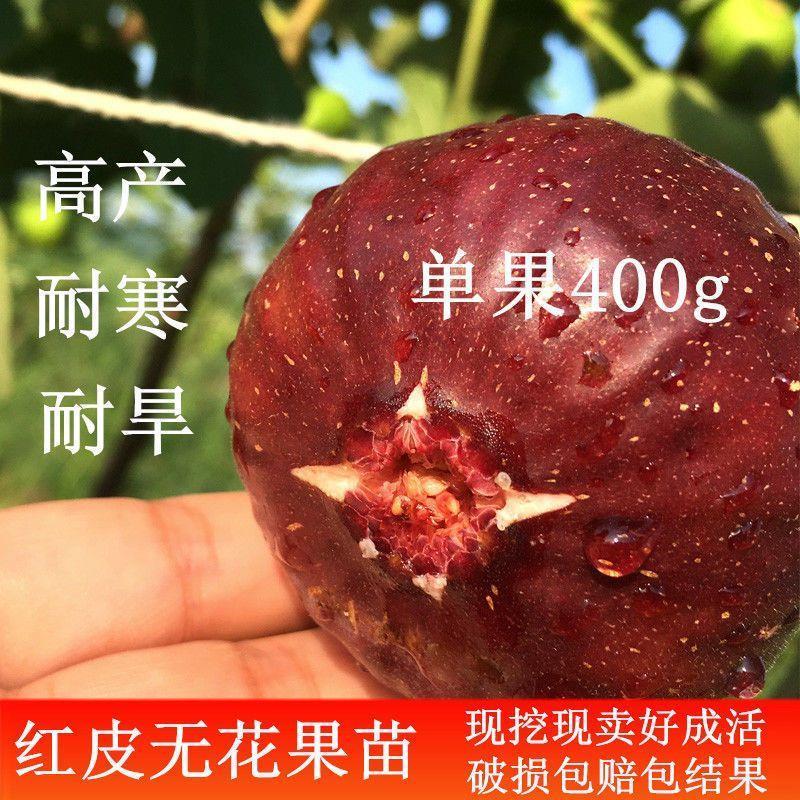 新疆红皮无花果树苗特大波姬红南北方种植盆栽地栽当年结果水果苗