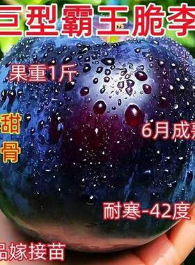 特大耐寒李子树苗黑霸王