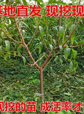 新品种早熟桃树苗特大油桃苗黄肉油桃正宗嫁接蜜硕油桃树苗当年结
