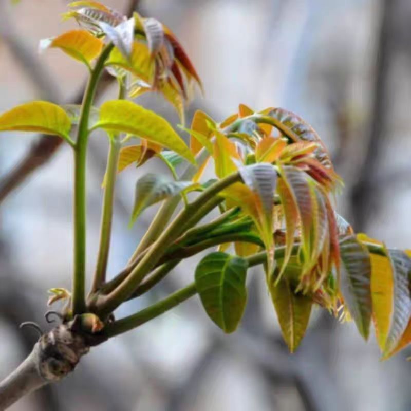 香椿苗红油香椿树苗香春树的树苗新鲜盆地栽食用香春香树芽椿树苖