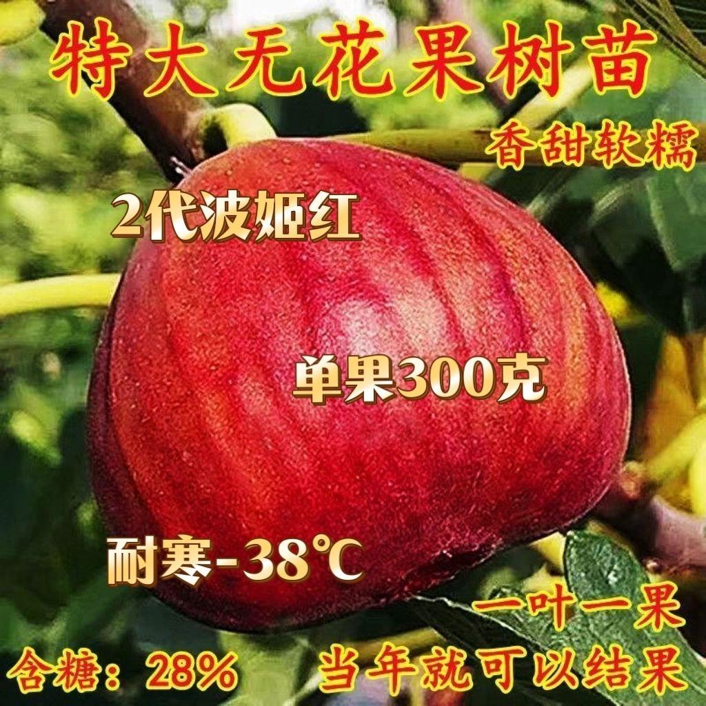 特大早熟波姬红无花果树苗