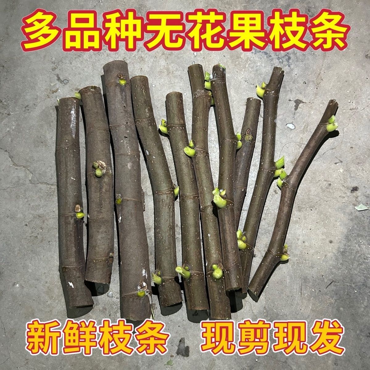 秋季新无花果枝条青皮波