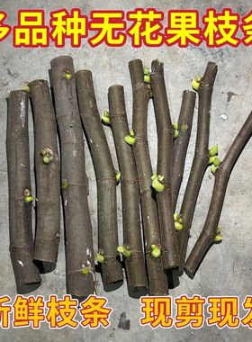 秋季新无花果枝条青皮波姬红渴望彩虹BNR芭劳奈黑马扦插盆栽地栽