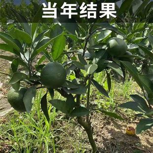 新品种广西皇帝柑橘子苗嫁接橘子树苗贡柑桔子苗盆栽地栽当年结果