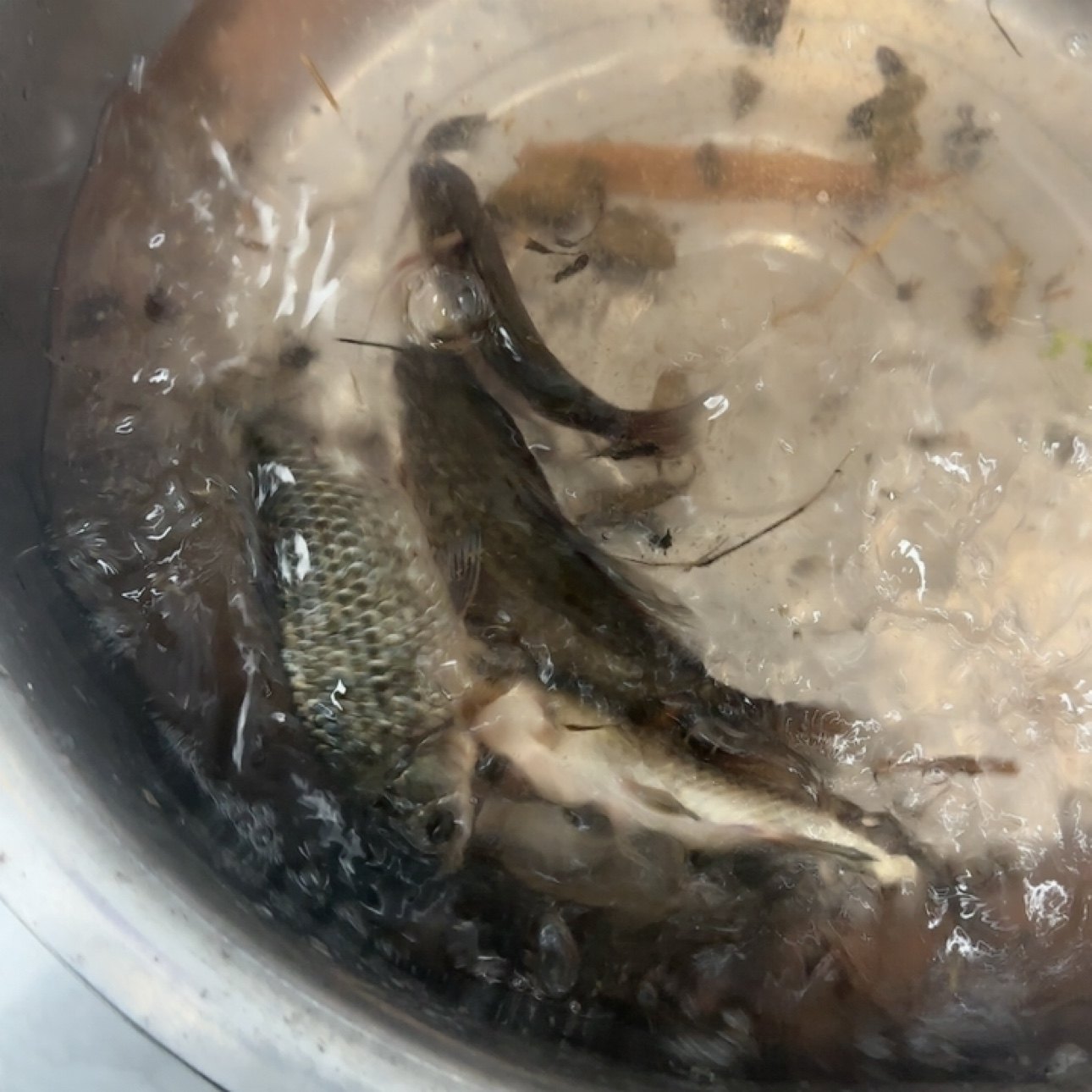 贵州农家土鲫鱼,水产肉类/新鲜蔬果/熟食,笔管鱼,淘宝优惠券,粉丝福利购,淘宝优惠卷