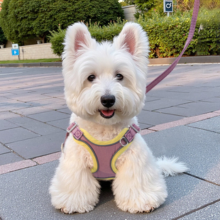 狗狗背心式牵引绳小型犬胸背带防爆冲西高地遛狗绳子拴狗绳西施犬