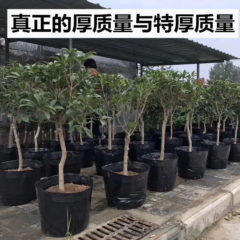 营养袋育苗袋大号果树 营养钵育苗袋加厚育苗盆一次性软塑料花盆 Изображение 1 营养袋育苗袋大号果树 营养钵育苗袋加厚育苗盆一次性软塑料花盆 Изображение 1