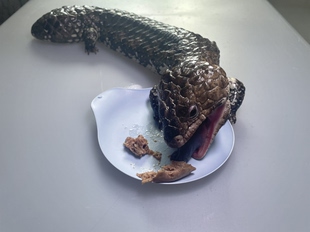 蓝舌松果蜥爬宠食盆专用浅口碟可重复清洗