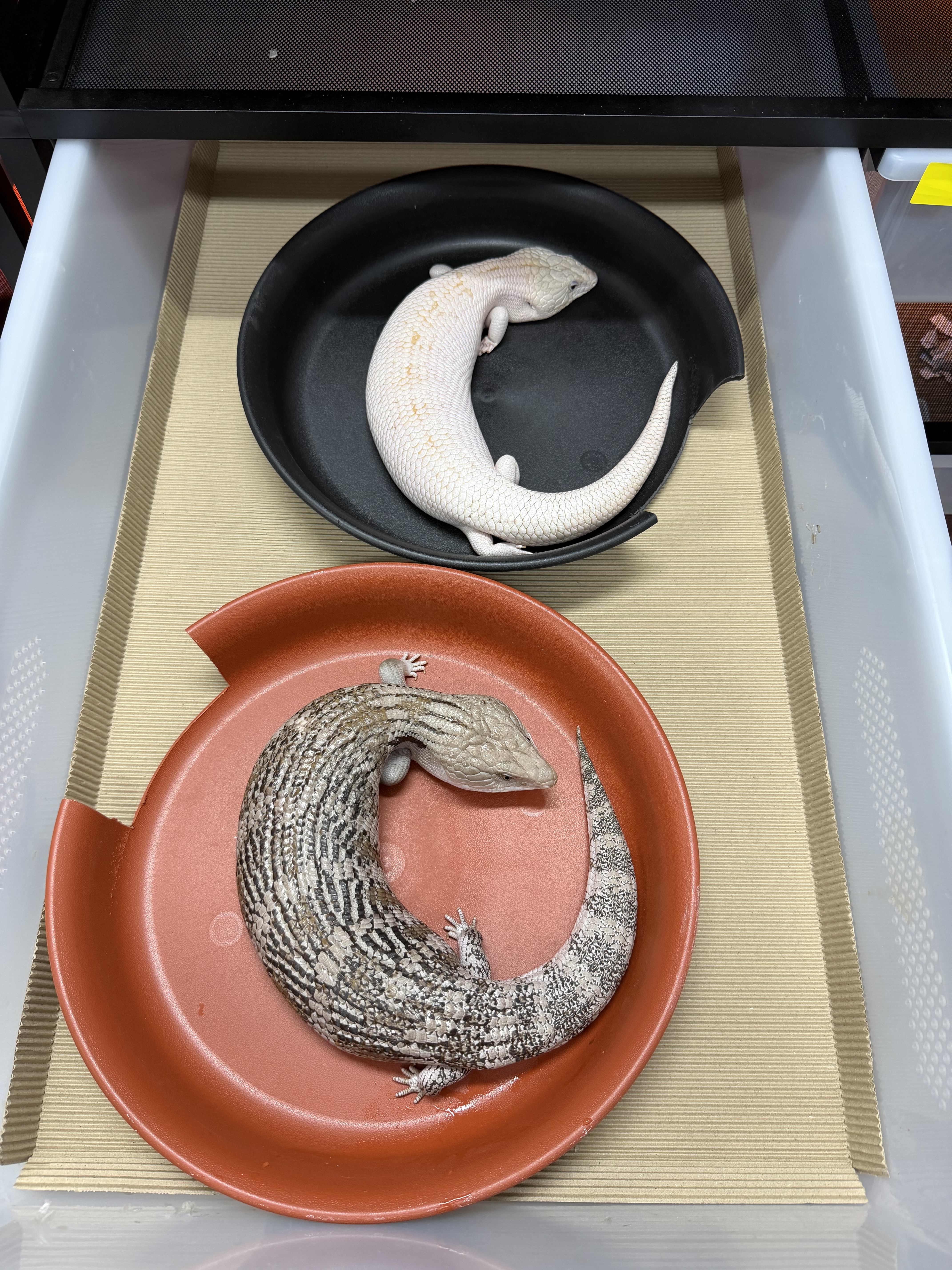 蓝舌专用躲避矮晒台预防塌背石子龙爬宠躲避乌龟水龟半水龟花盆托