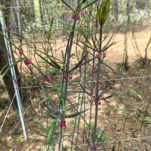 高杆多花滇红花黄精种苗，柳叶黄精苗