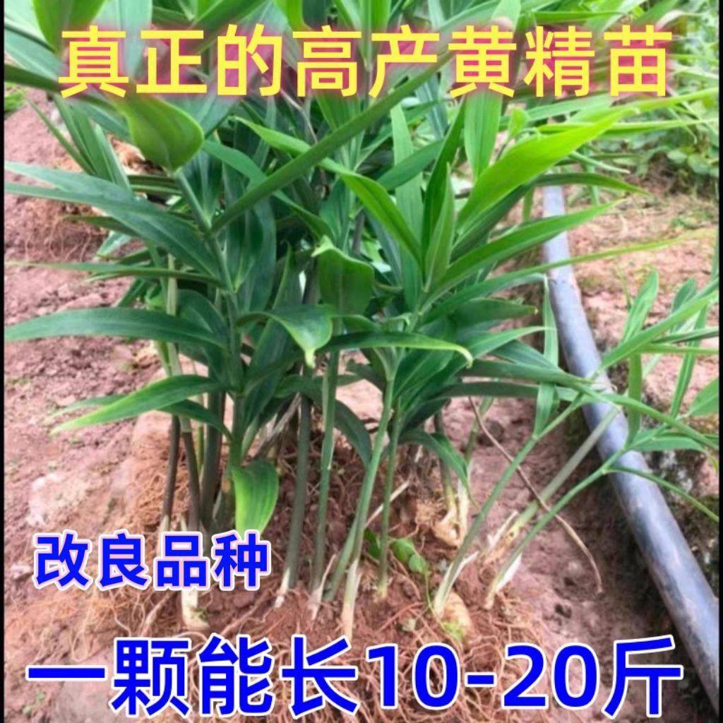 高产多花黄精苗滇黄精苗多花不倒苗改良高产黄精苗
