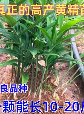 高产多花黄精苗滇黄精苗多花不倒苗改良高产黄精苗