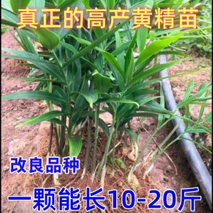 高产多花黄精苗滇黄精苗多花不倒苗改良高产黄精苗