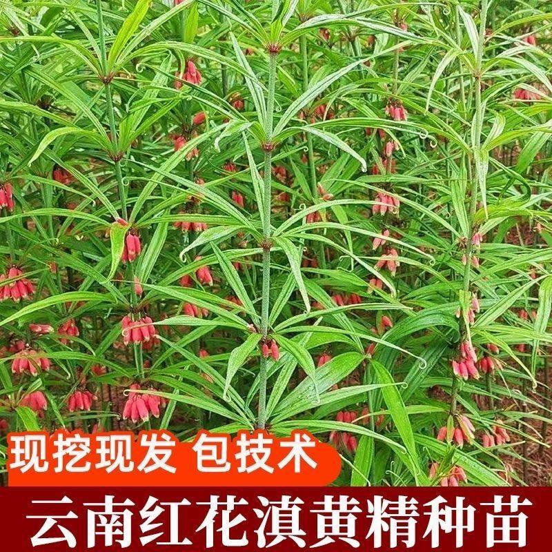 黄精苗云南滇黄精苗高杆中叶红花黄精苗