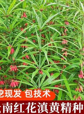 黄精苗云南滇黄精苗高杆中叶红花黄精苗