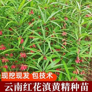 黄精苗云南滇黄精苗高杆中叶红花黄精苗