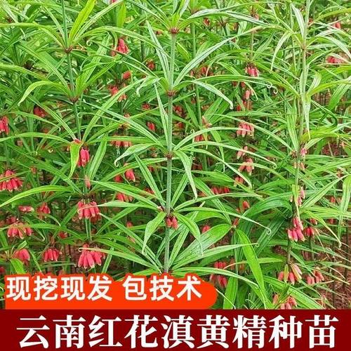 黄精苗云南滇黄精苗高杆中叶红花黄精苗