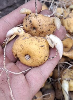 黄精种植苗10000颗基地直发多花黄精种苗高产黄精种苗