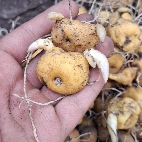 黄精种植苗10000颗基地直发多花黄精种苗高产黄精种苗