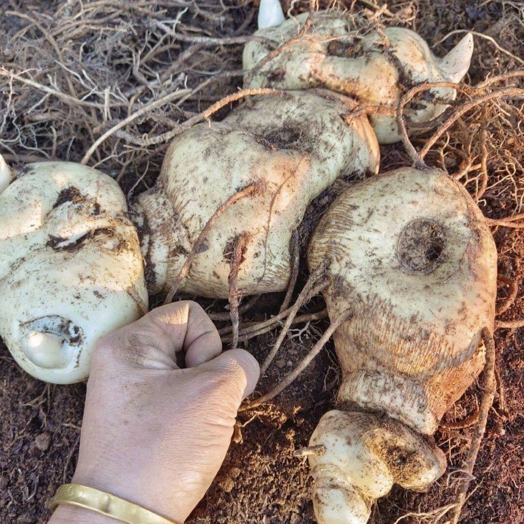 云南黄精苗多花黄精苗高杆黄精种植苗正宗滇黄精块茎苗图片