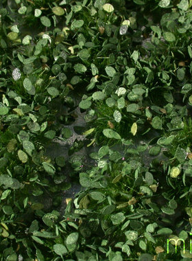 现货 Mininatur Weed tufts summer  725-32S 725-32MS 草簇 植株