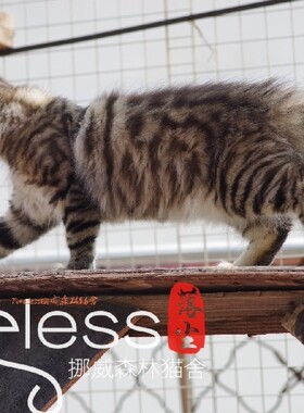 timeless挪威森林猫棕虎斑活体