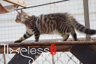 timeless挪威森林猫正规猫舍benson公棕虎斑鱼骨刺活体