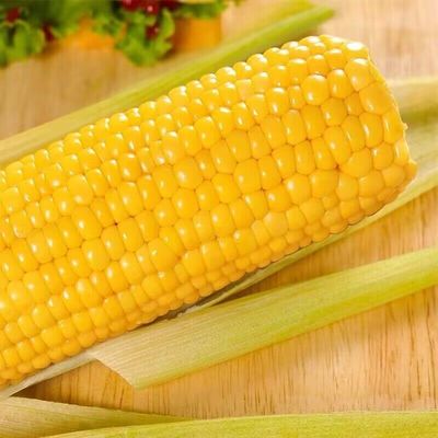 北纬度水果鲜玉米根黑土