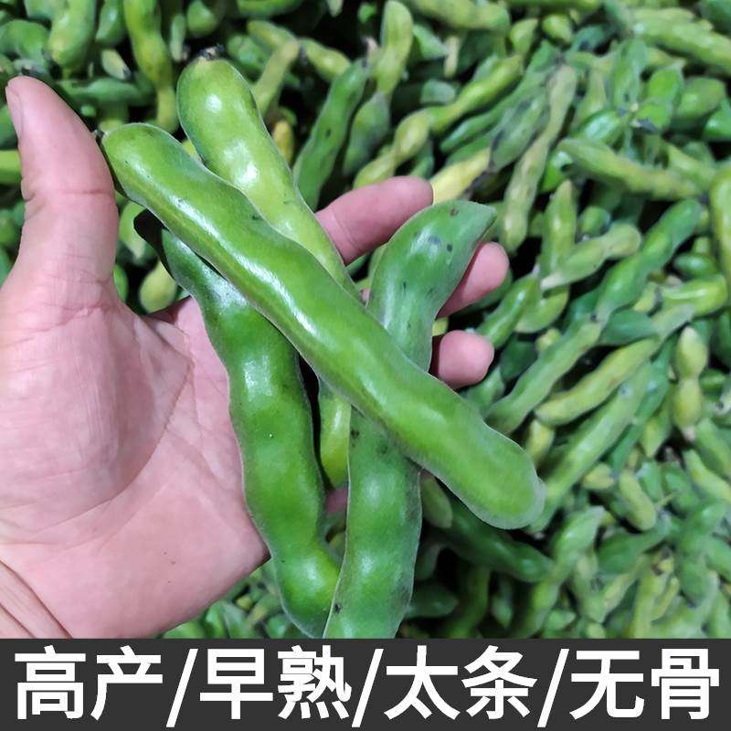 新款 龙爪豆种子20粒狗仔豆狗爪豆种子虎老豆虎爪豆种猫爪豆狗毛