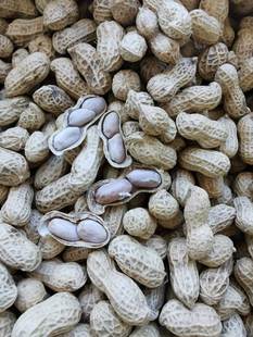 新款 散装水煮花生咸香原味香脆甘甜味红衣甜酒花生番豆广东土特