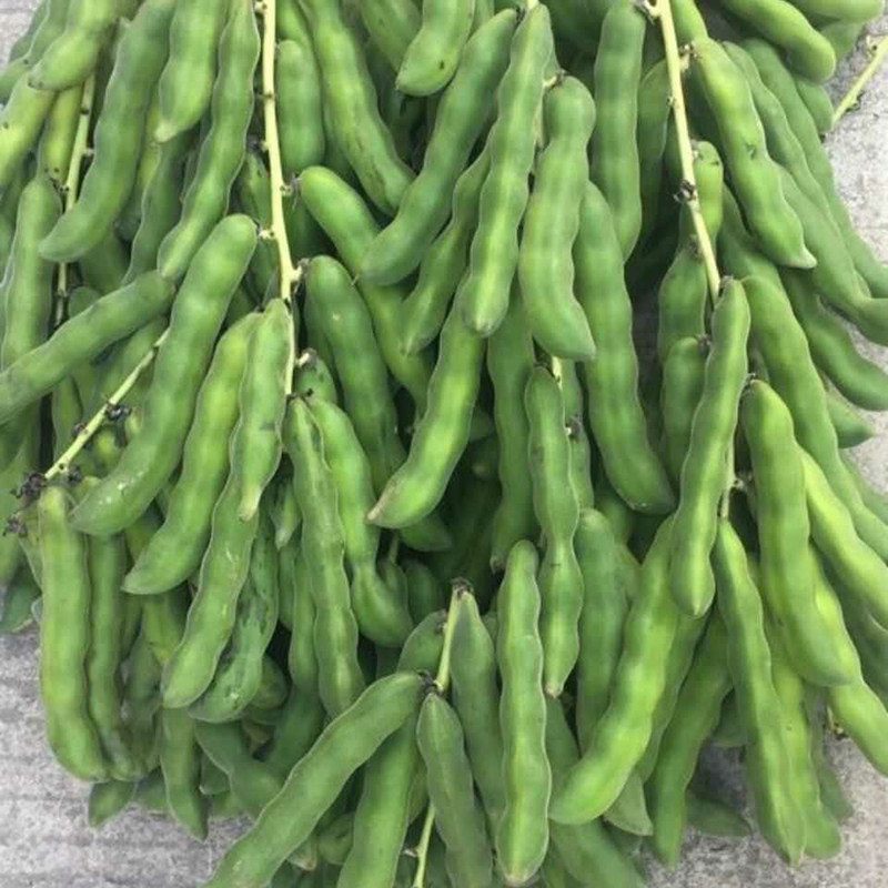 广西新鲜狗儿豆猫儿豆当季蔬菜