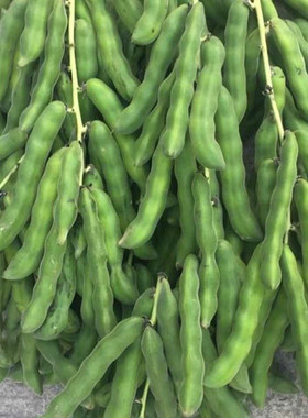 广西新鲜狗儿豆猫儿豆当季蔬菜