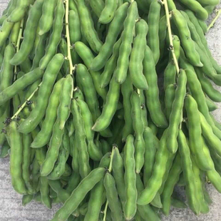广西农家新鲜狗儿豆狗爪豆现摘龙爪老虎豆狗爪毛豆猫儿豆当季蔬菜