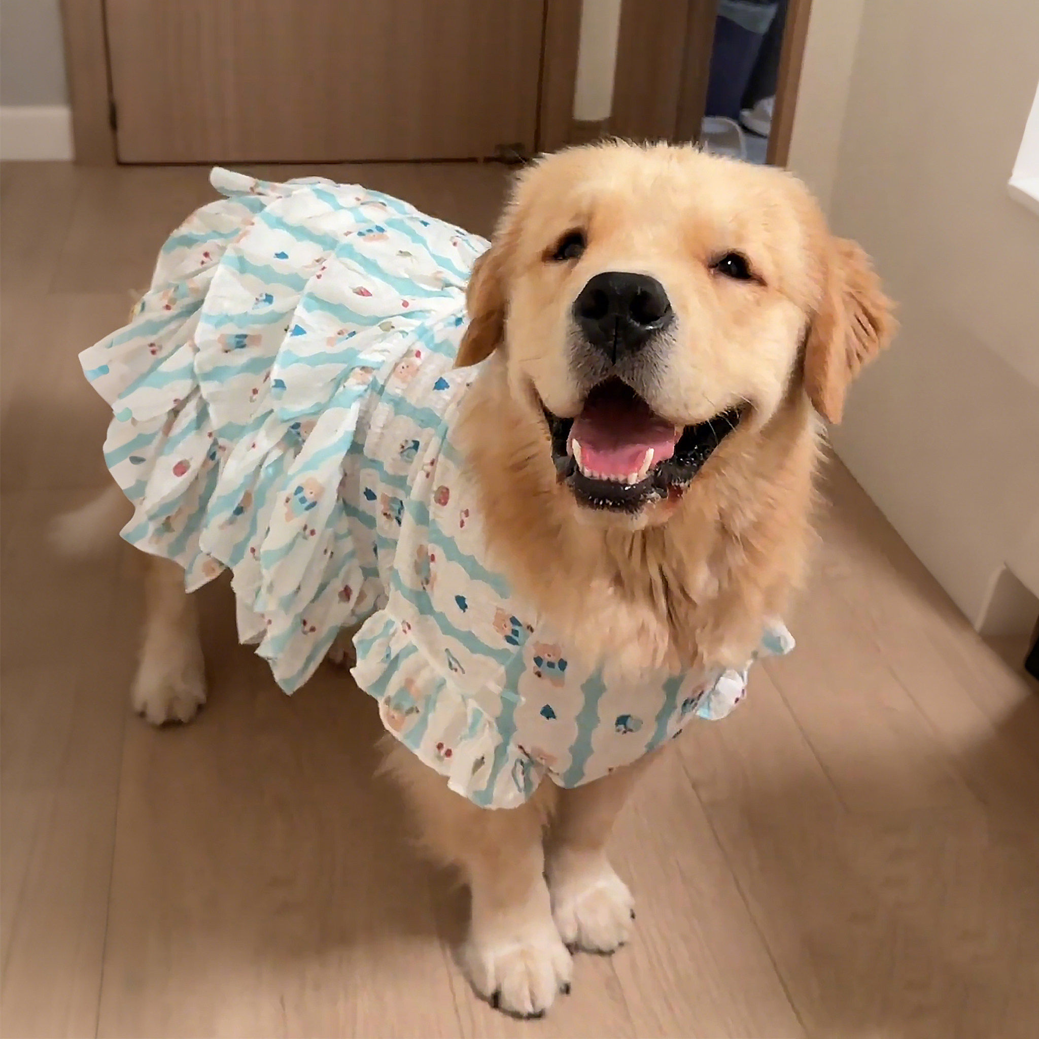 狗狗衣服中大型犬薄款防晒防掉毛连衣裙金毛家居公主裙防脏小背心