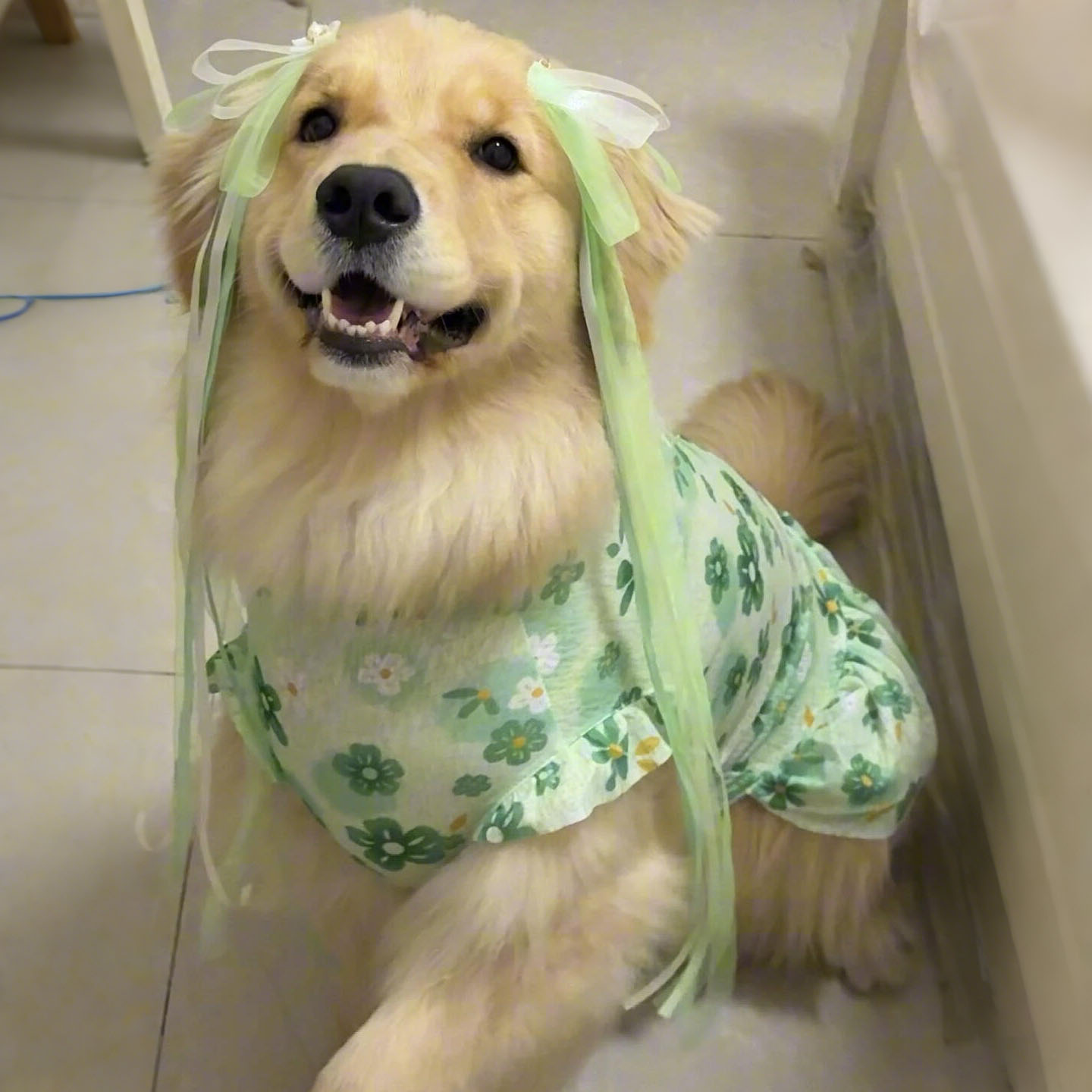 狗狗背心裙子金毛碎花小裙子狗狗衣服纱裙发夹彩色套装春夏季薄款