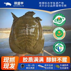 [甲鱼鲜活]吊水大甲鱼活体生鲜农家散养放养山塘王八水鱼团鱼土鳖