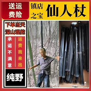 仙人杖退秧竹瘪竹去腹水中药材竹子天然黑竹黑色竹子菌化纯天然