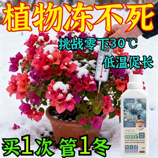 植物防冻剂花卉蔬菜果树木抗寒防冻液耐低温剂植物冻伤修复叶面肥