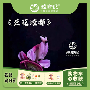 【包邮】兰花螳螂观赏螳螂宠物螳螂指尖宠物懒人宠物桌面宠物