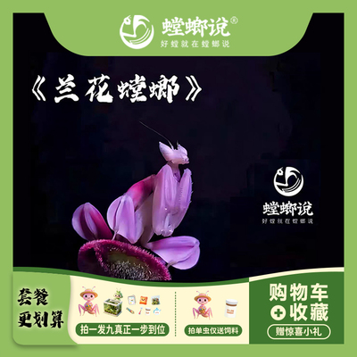 兰花螳螂兰花观赏螳螂懒人宠物