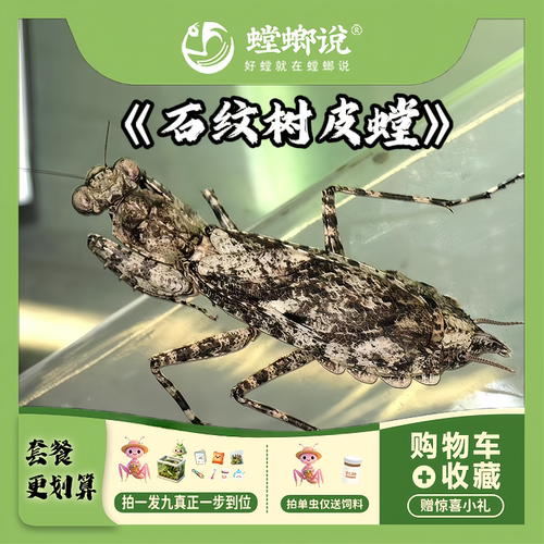 云南石纹树皮螳螂 隐身拟态大师活体宠物螳螂 小众异宠昆虫活体