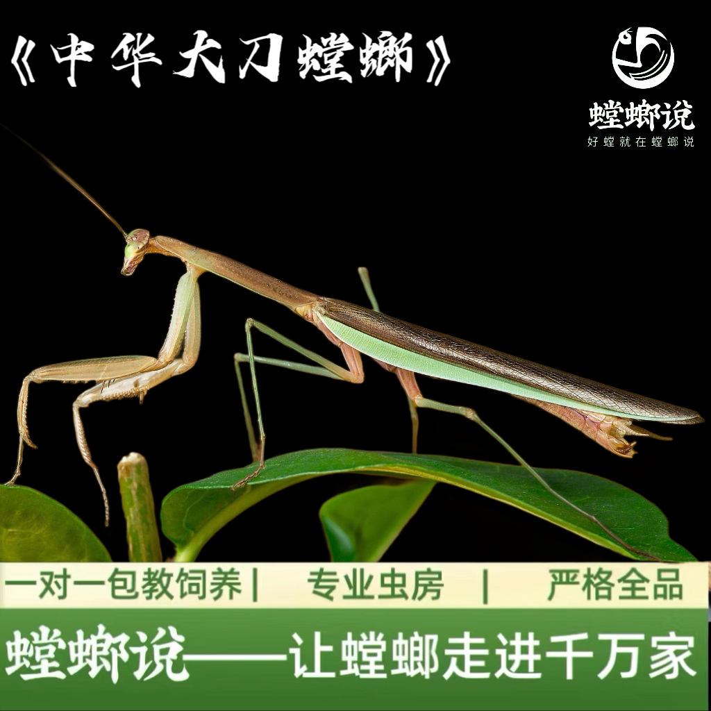 【包邮】中华大刀螳螂凶猛大绿草螳螂桌面观赏螳螂指尖宠物