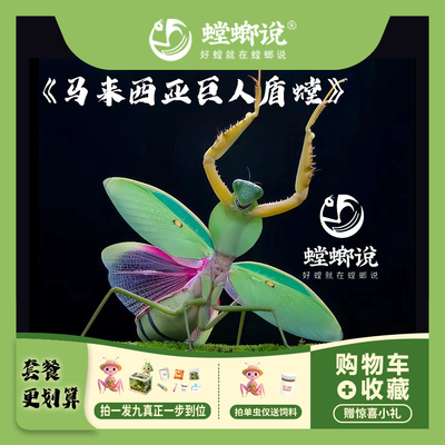 桌面宠物马来西亚巨人盾观赏螳螂