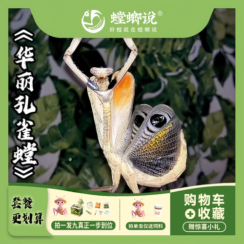云南孔雀螳螂华丽拟态枯叶