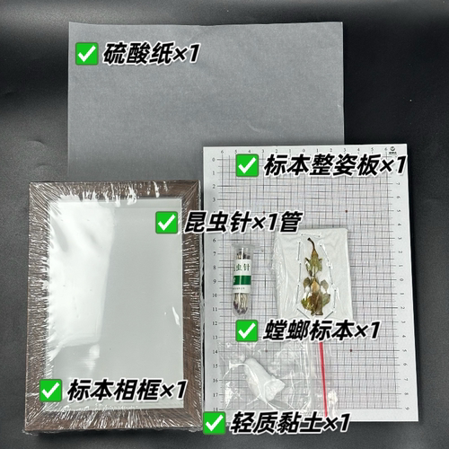 螳螂说研学专用昆虫标本摆件