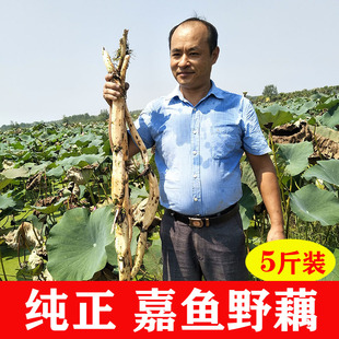 嘉鱼野莲藕粉藕新鲜湖北特产5斤炖汤现挖现发带泥巴深水煲汤藕