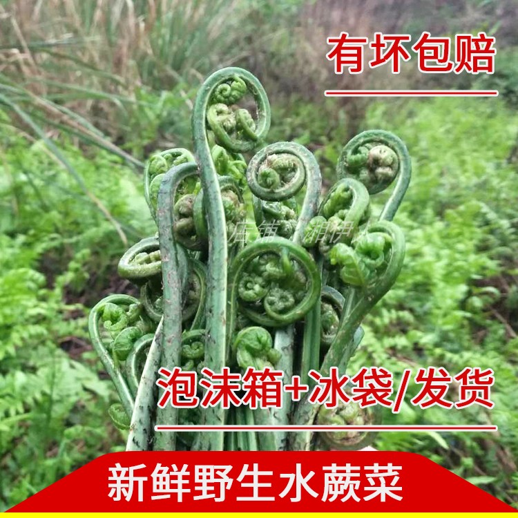 湖南新鲜现摘野菜 水蕨菜 龙爪菜拳头菜如意菜 叶子生撅菜 非山厥