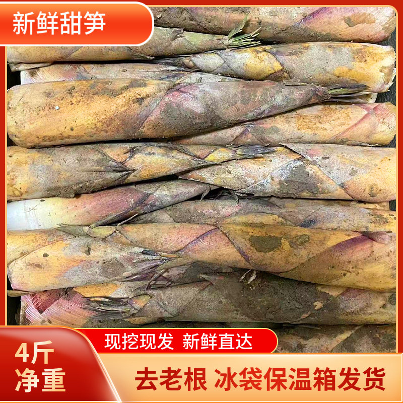 福建新鲜甜笋黄尖笋野生黄泥竹笋脆嫩笋春夏鲜笋时令蔬菜现挖带壳