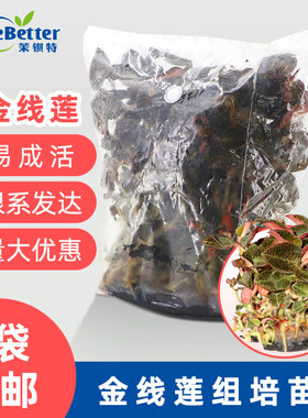 金线莲瓶苗组培苗幼苗易成活带瓶