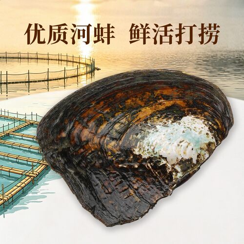 戴妃珍珠淡水AK珍珠人工种植人工养殖蚌直播活体现开取珍珠可定制